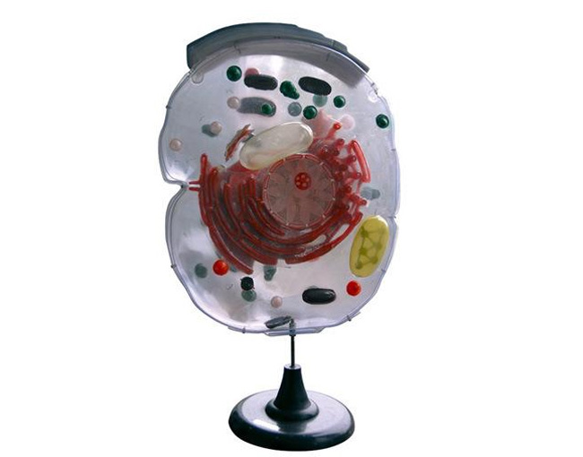 33302��(x��)�����@΢�Y(ji��)��(g��u)ģ��