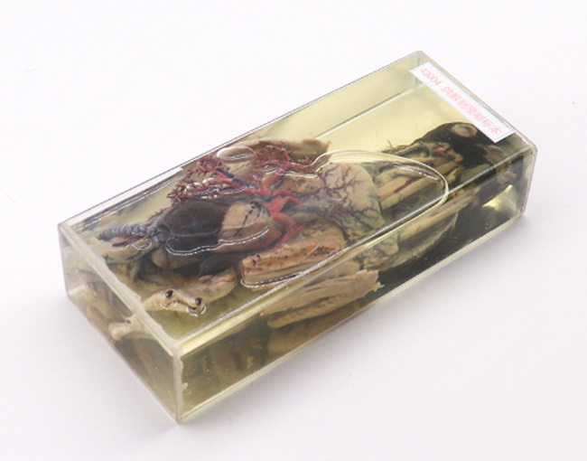 �����ʘ˱�